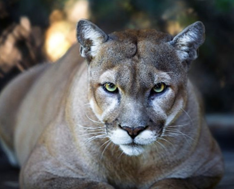 panther
