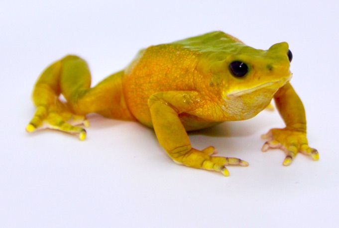 toad
