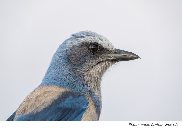 scrubjay